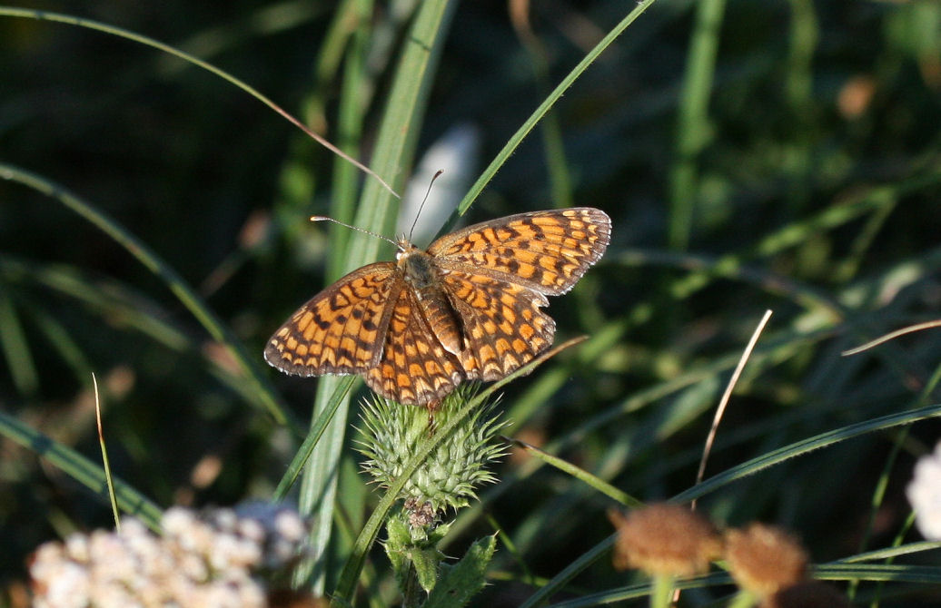 Melitaea?